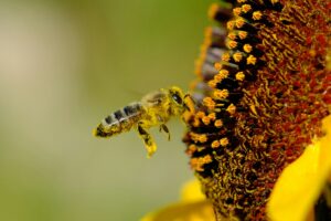 Pollen & Allergens